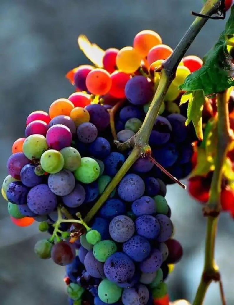 Nová vzácná, duhově zbarvená hybridní organická odrůda vinné révy
