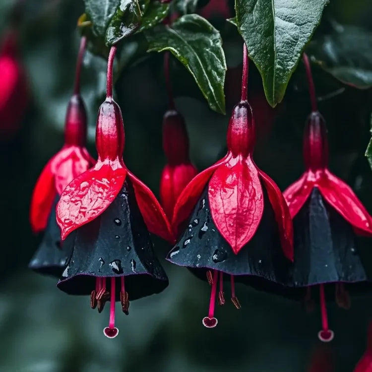 🌺Semínka fuchsie - květ lucerny