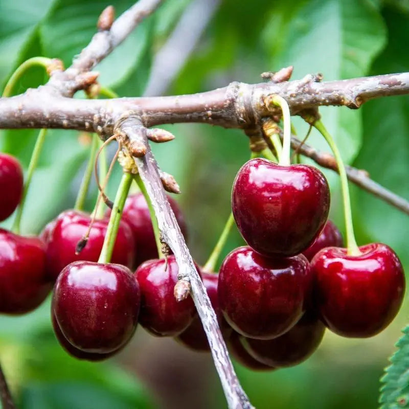 🌱Trvalá třešeň🌱Snadná výsadba a ideální do jakéhokoli prostoru! | POSLEDNÍ DEN AKCE - SLEVA 25 %🔥