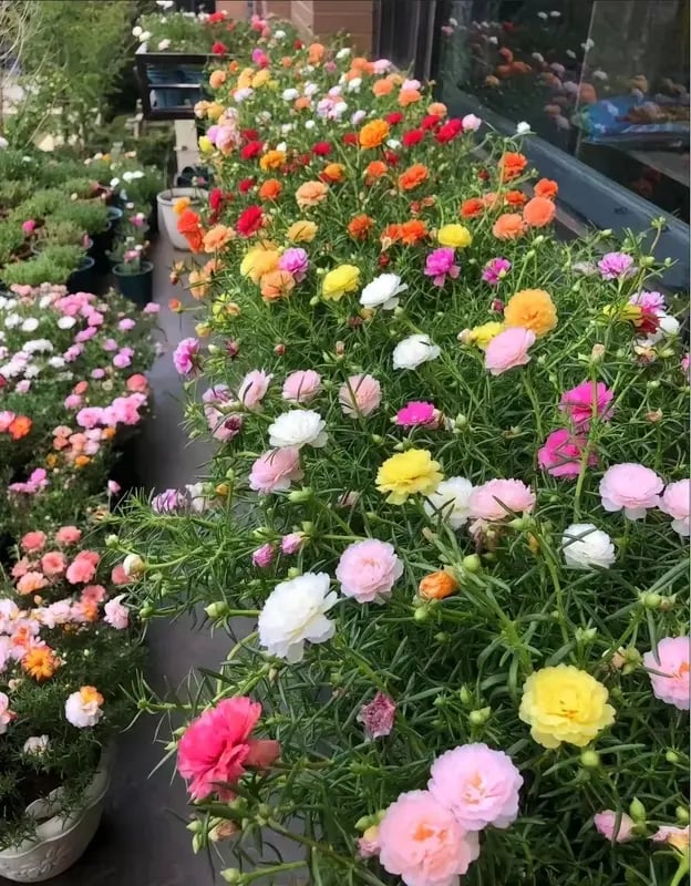 🌸Semena mechové růže – 🌿Semena trvalek / Velké květy / Snadno pěstovatelné