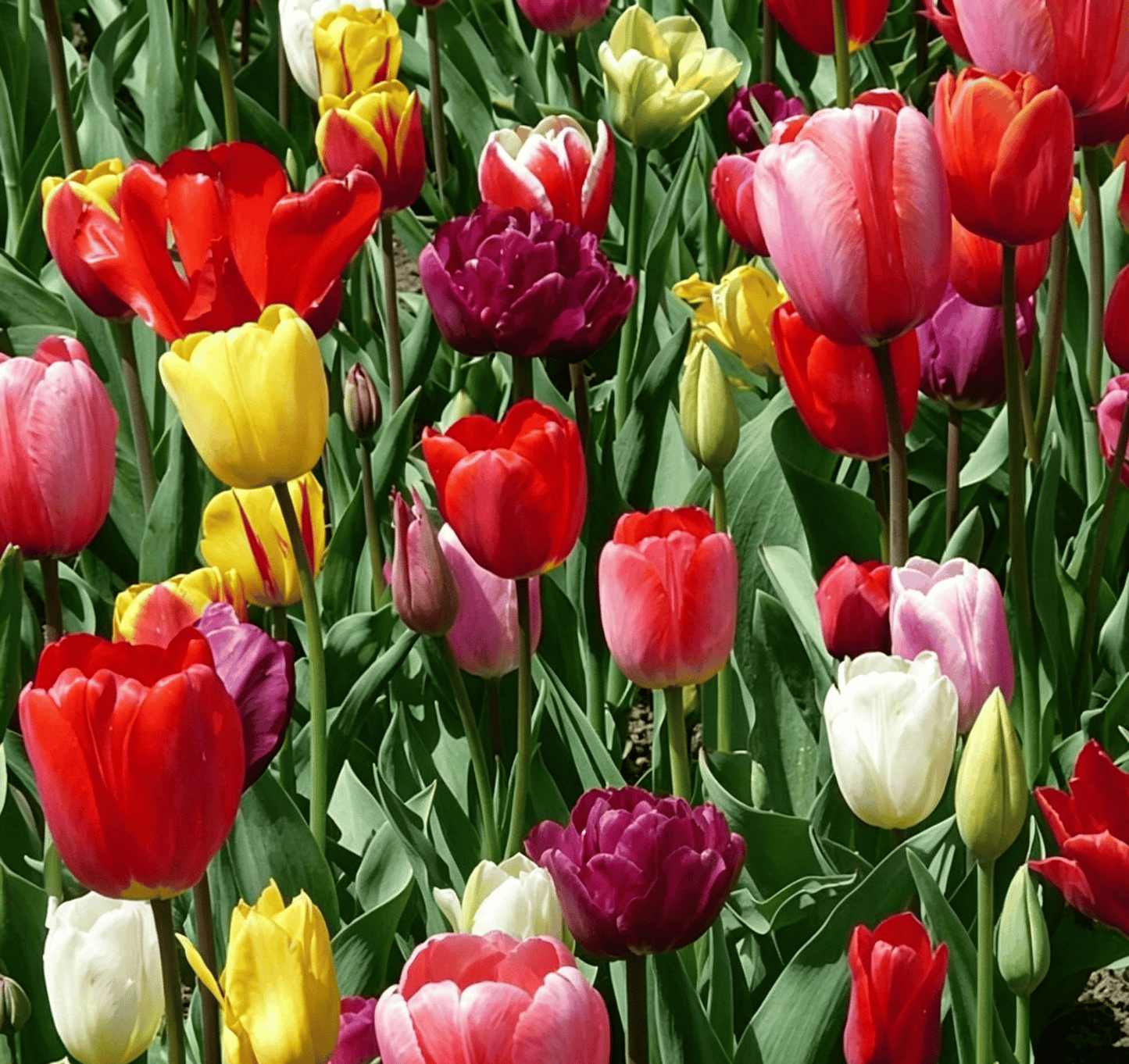 🌷Vzácná semínka tulipánů – Barevné jarní květy do květináčů, záhonů a zahrad