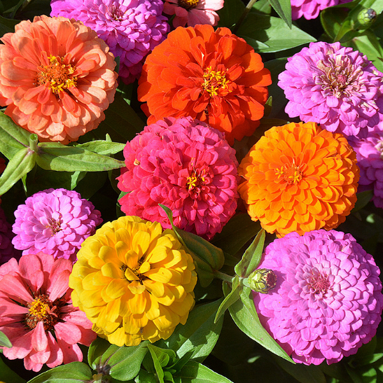 🌺Semínka dvojité cínie ve smíšených barvách