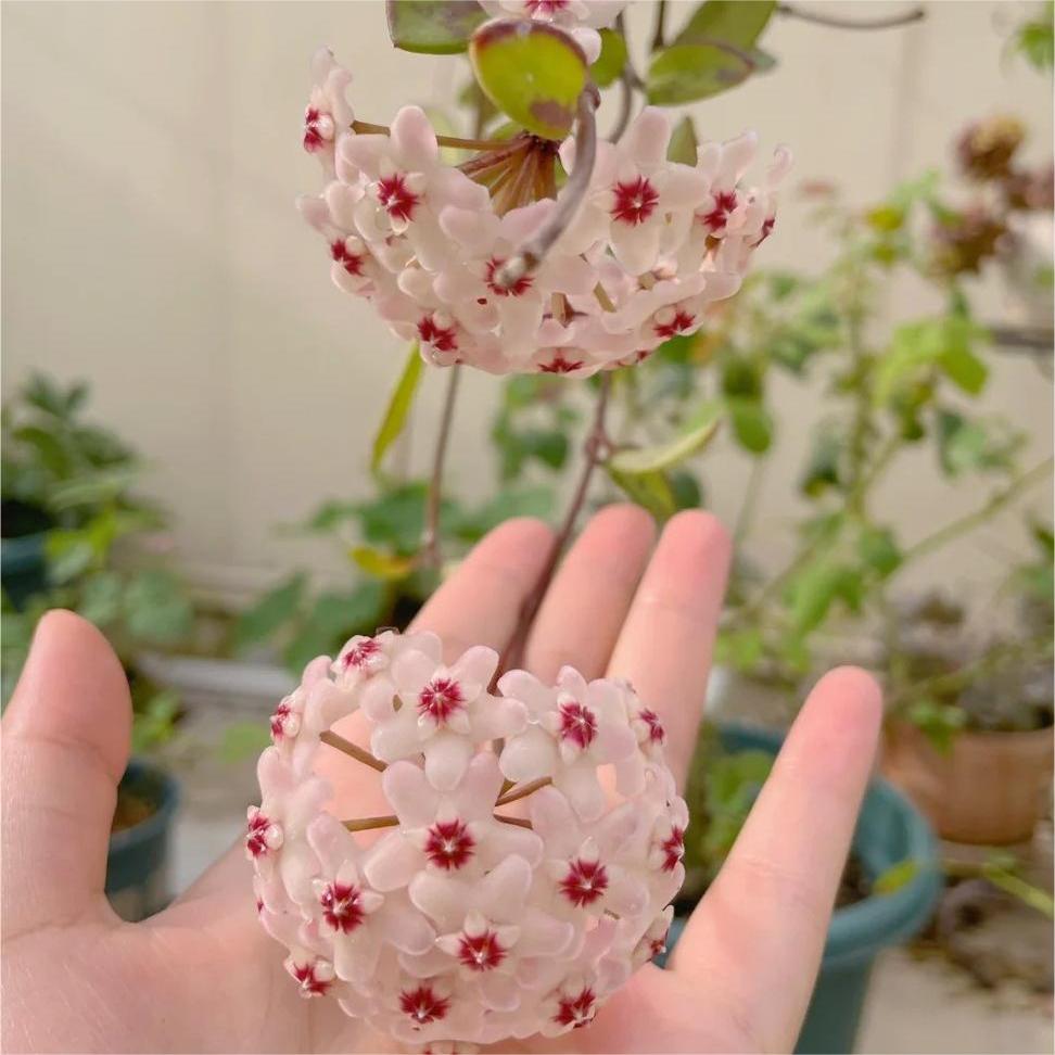 ✨Hoya Bulbs – Hvězdy padající z nebe✨