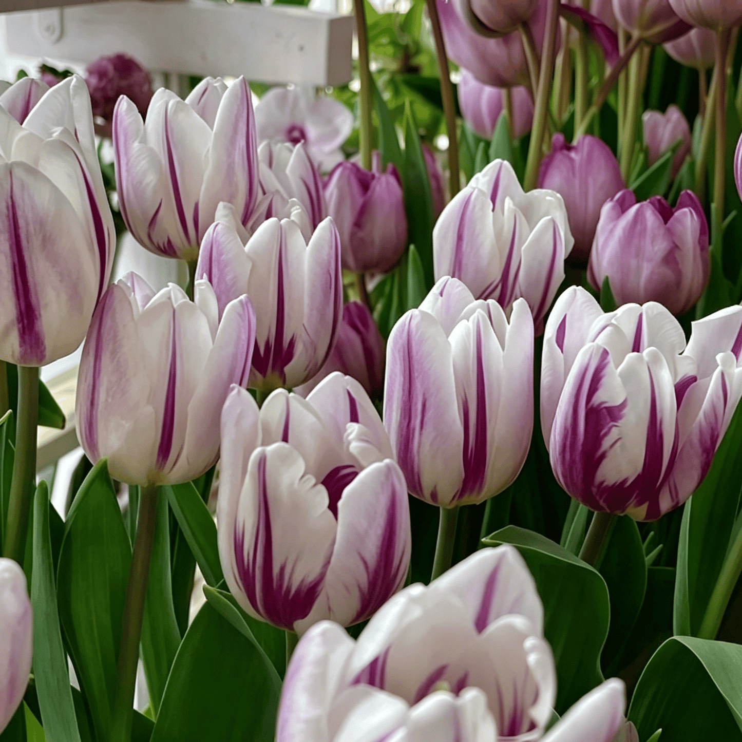 🌷Vzácná semínka tulipánů – Barevné jarní květy do květináčů, záhonů a zahrad