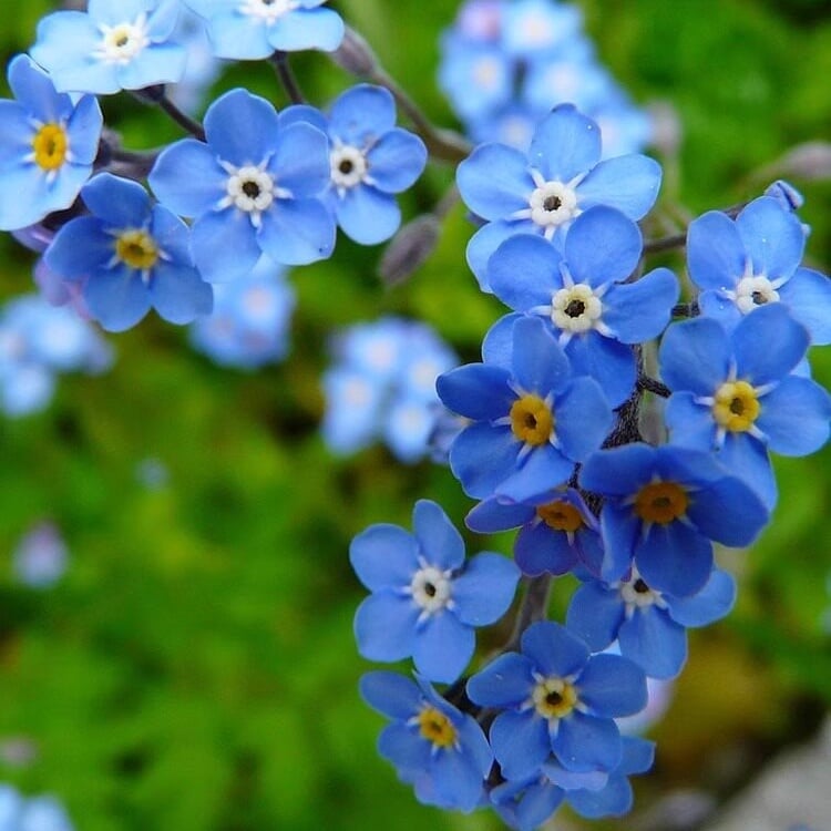 Semínka pomněnek Blue Memory – Kvalitní a testované květy do venkovské zahrady 🌿💙