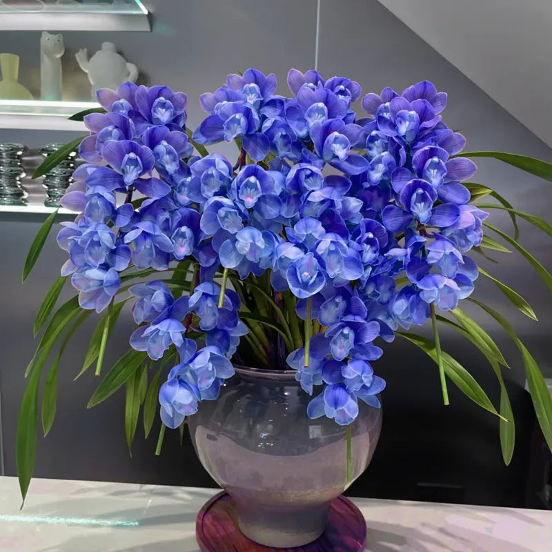 👑 Královna orchidejí – cibulky cymbidia s dlouhou životností