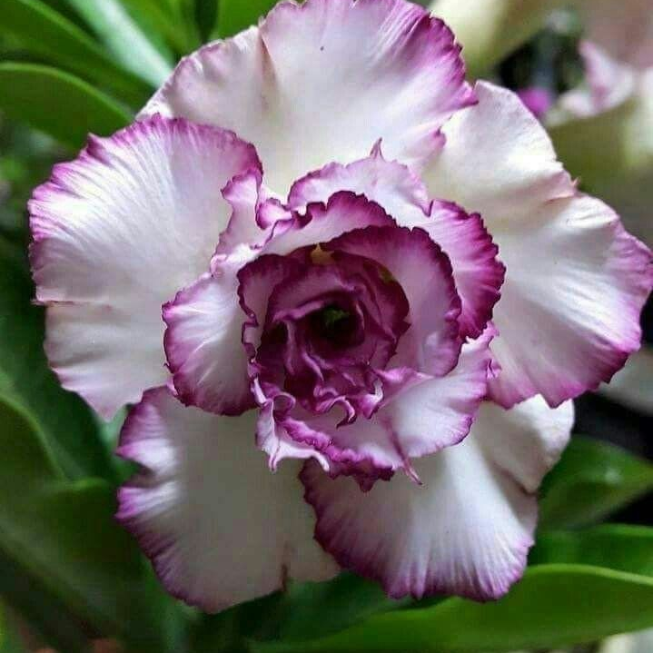 🎁Cibulky pouštní růže🌵Velmi snadná péče! 🌸Cibulky Adenium Obesum