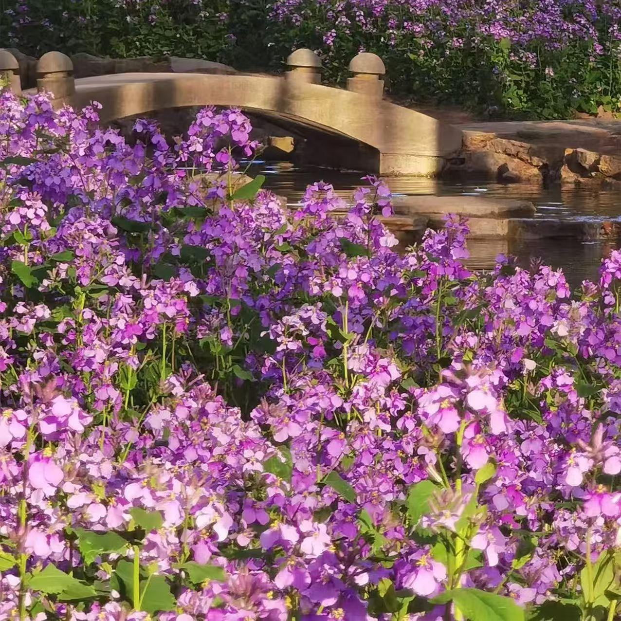 💜Semínka orchidejí v únoru | Nekonečné fialové moře