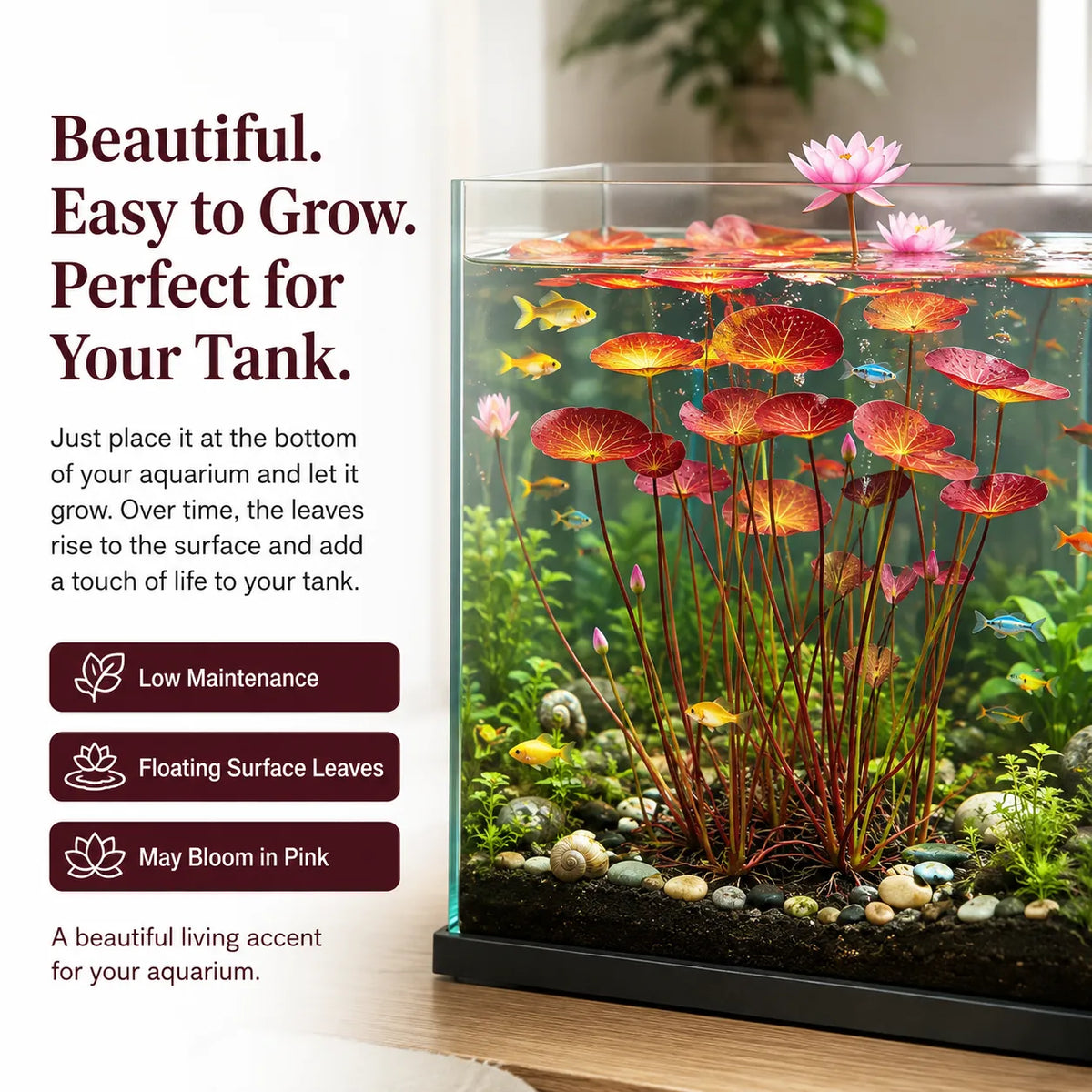 🐟Hydroponické kořeny červeného lotosu🌿 Proměňte své akvárium v živou zahradu
