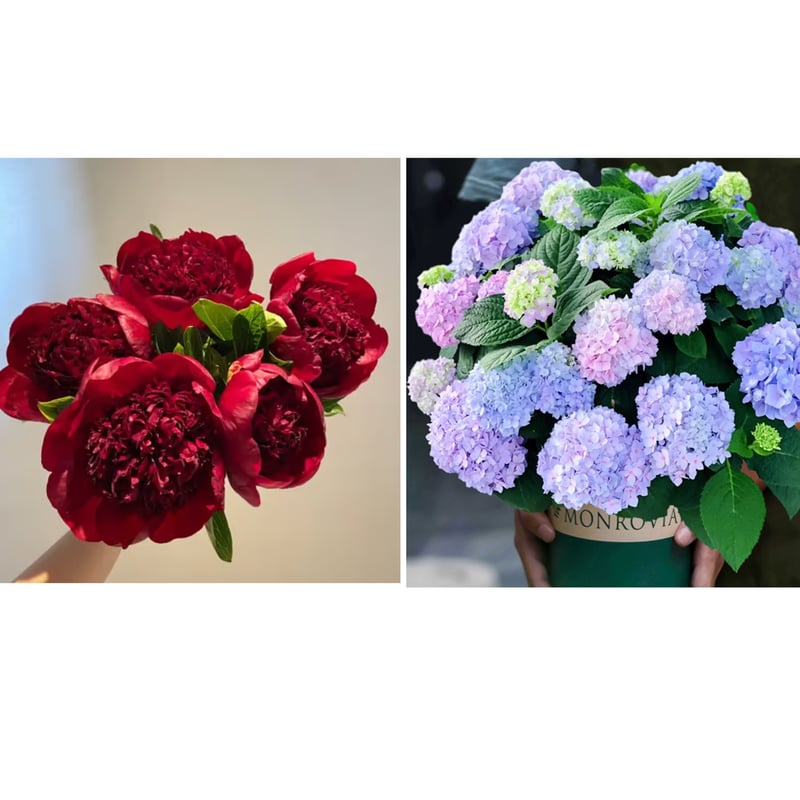 🔥POSLEDNÍ DEN SLEVA 45%🌺KRÁLOVNA KVĚTIN - DVOJITÁ PĚNA