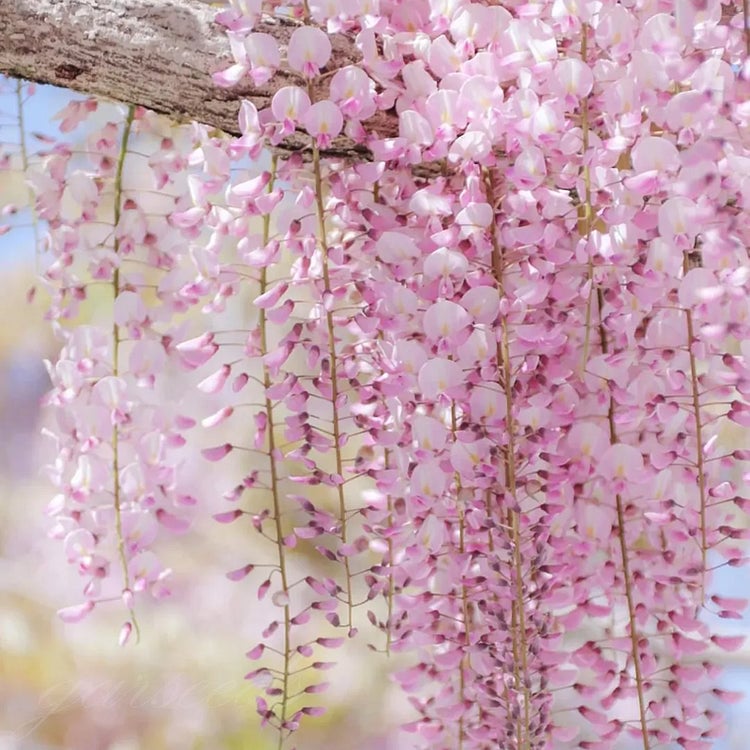 🌸Semínka vistárie – Kaskádovitá krása zahrady po celý rok💗