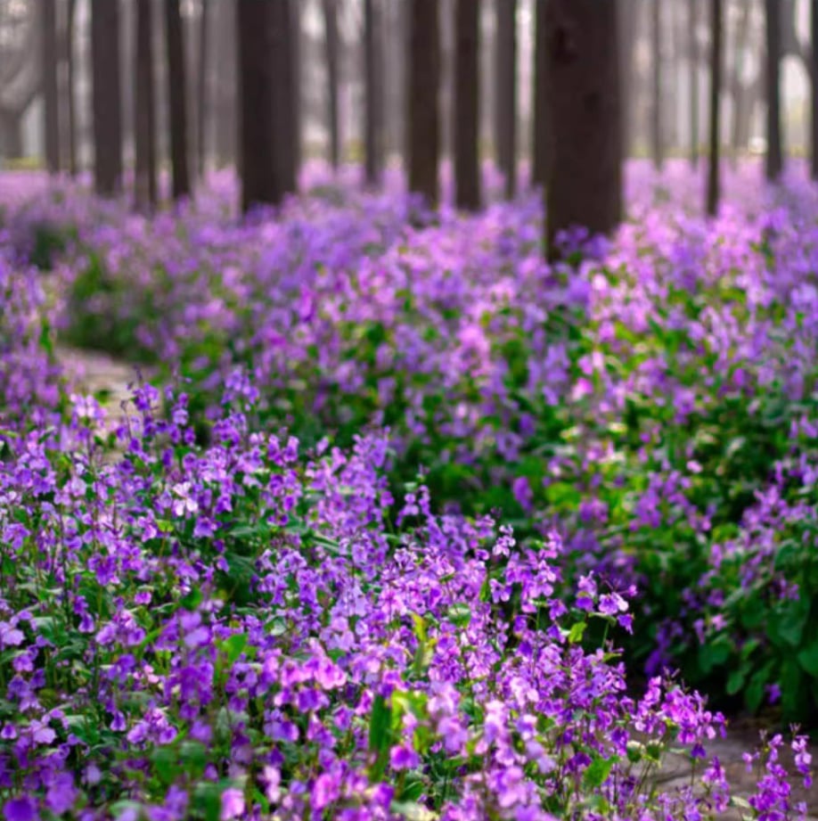 💜Semínka orchidejí v únoru | Nekonečné fialové moře