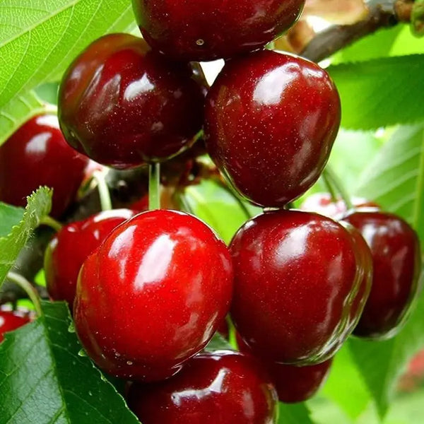 🌿Extra velká semínka třešně Gomahali🍒
