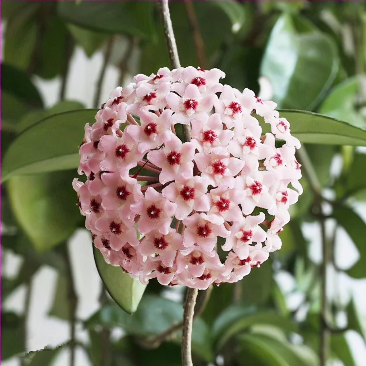✨Hoya Bulbs – Hvězdy padající z nebe✨