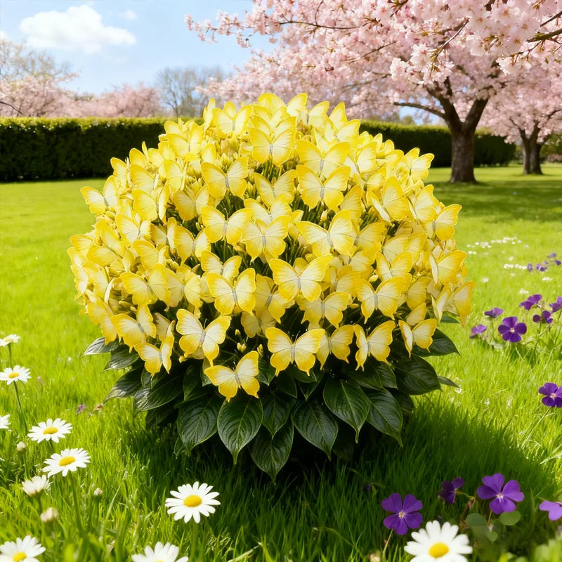 🦋🌈 Luxusní cibulky motýlů – exploze barev v každém okvětním lístku! 🌸