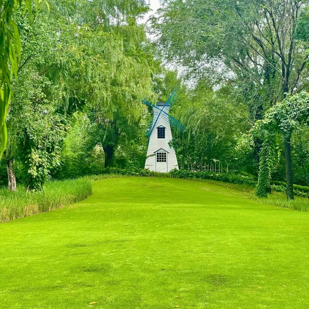 🌱 Semena stálezelené zakrslé trávy Four Seasons | Vytvořte si dokonalý trávník a začněte zde!