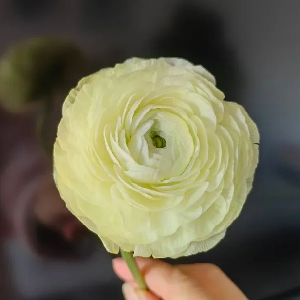 💐Lisianthus – Nadčasová krása, věčná láska💫