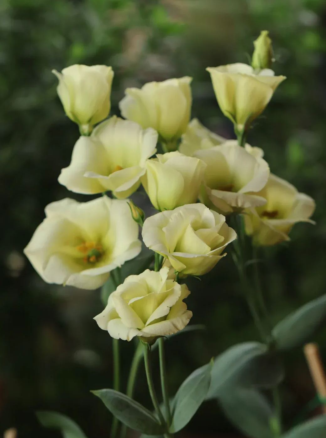 💐Lisianthus – Nadčasová krása, věčná láska💫