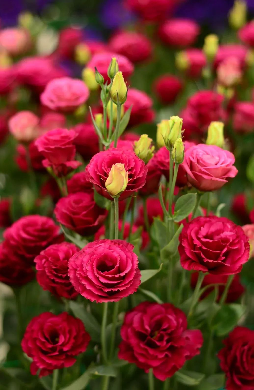 💐Lisianthus – Nadčasová krása, věčná láska💫