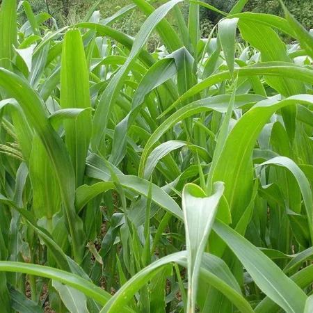 🌿Hybridní odrůda čiroku a súdánské trávy ✅Vysoce výnosné krmné semeno