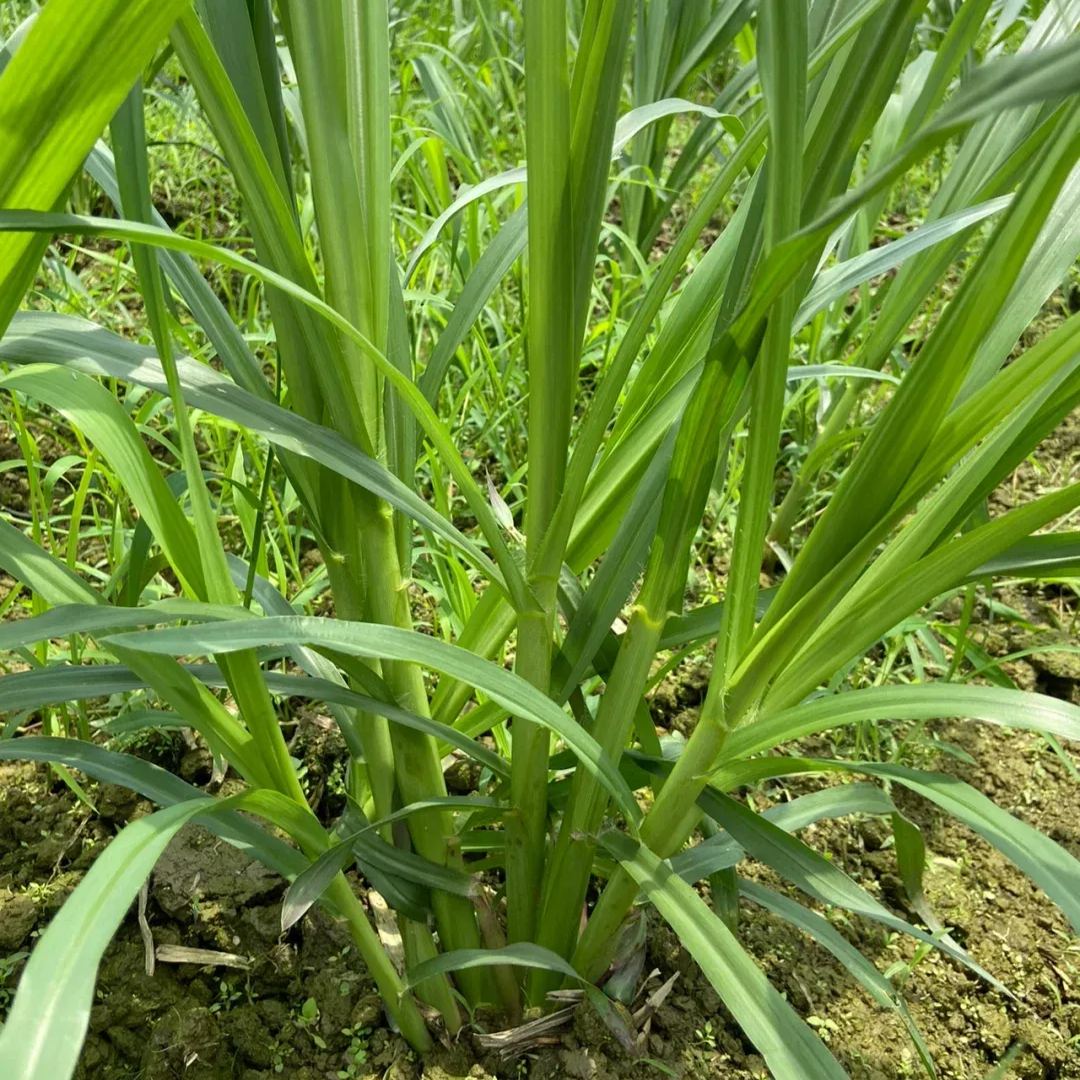 🌿Hybridní odrůda čiroku a súdánské trávy ✅Vysoce výnosné krmné semeno