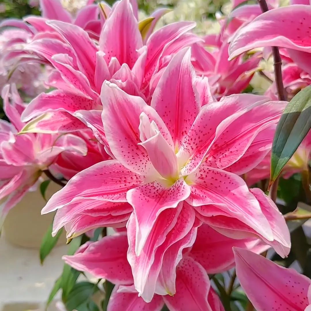 🌺Vonné cibulky lilií – svěží a sladké