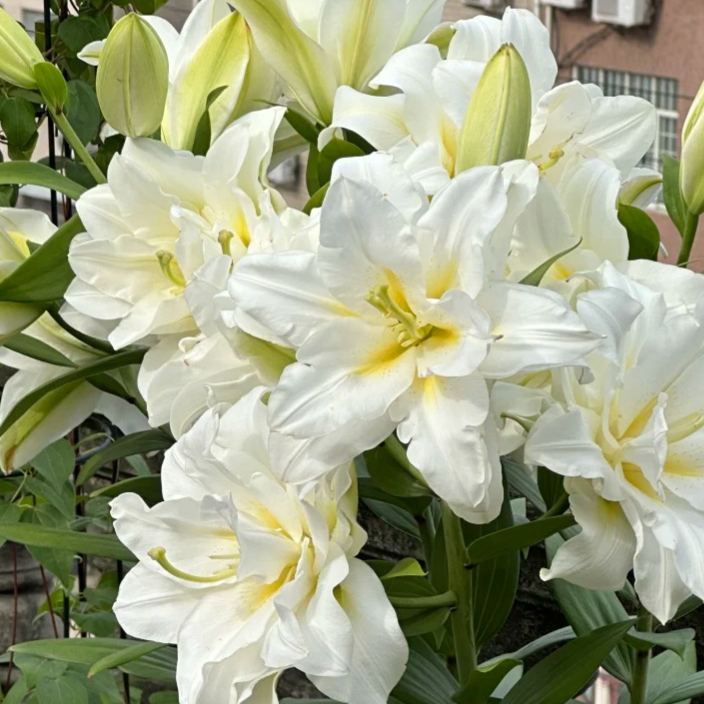 🌺Vonné cibulky lilií – svěží a sladké