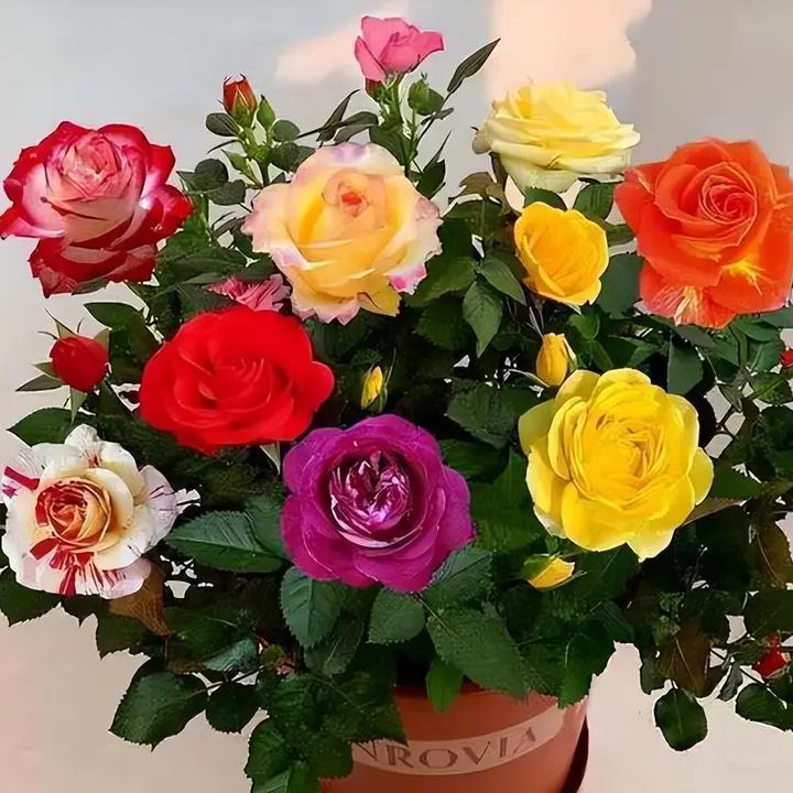🔥HORKÝ VÝPRODEJ - SLEVA 50 %🔥Semínka růží v různých barvách💐