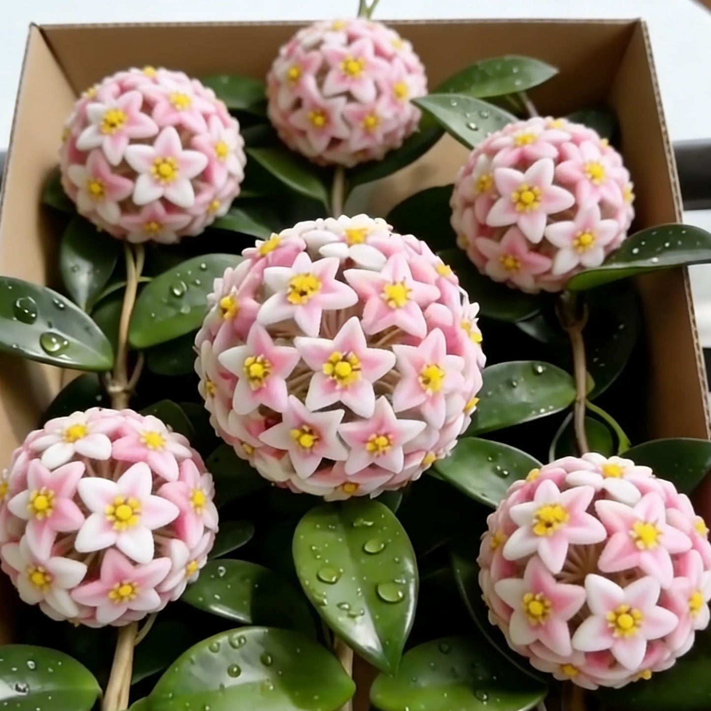 ✨Hoya Bulbs – Hvězdy padající z nebe✨