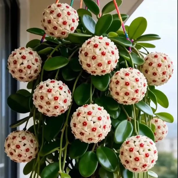 ✨Hoya Bulbs – Hvězdy padající z nebe✨