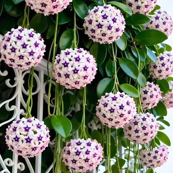 ✨Hoya Bulbs – Hvězdy padající z nebe✨