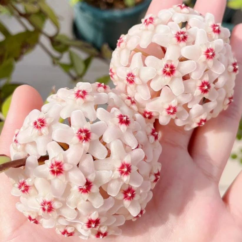 ✨Hoya Bulbs – Hvězdy padající z nebe✨