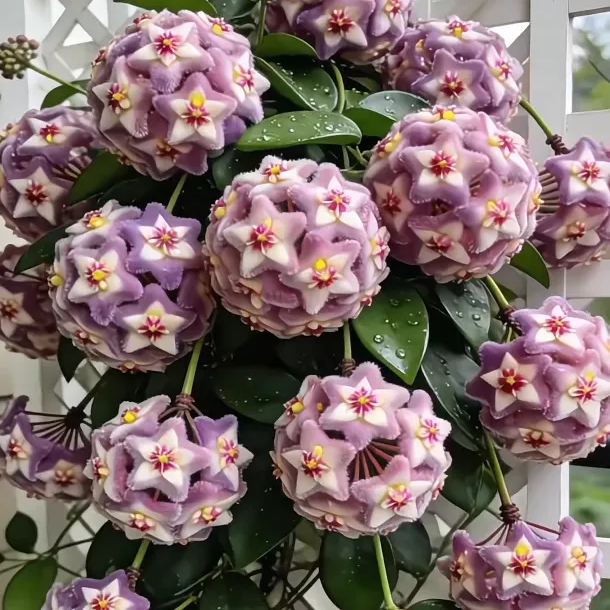 ✨Hoya Bulbs – Hvězdy padající z nebe✨