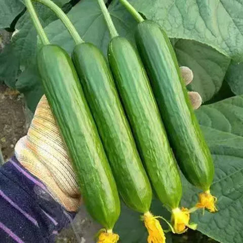 Semena okurek F1 Superfruit Cluster s vysokým výnosem