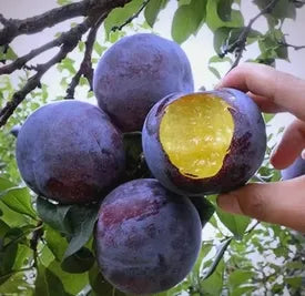 🍃 Série Heirloom Manor: Sada 13 vybraných ovocných semínek (bez GMO) 🌳 – Nejprodávanější produkt