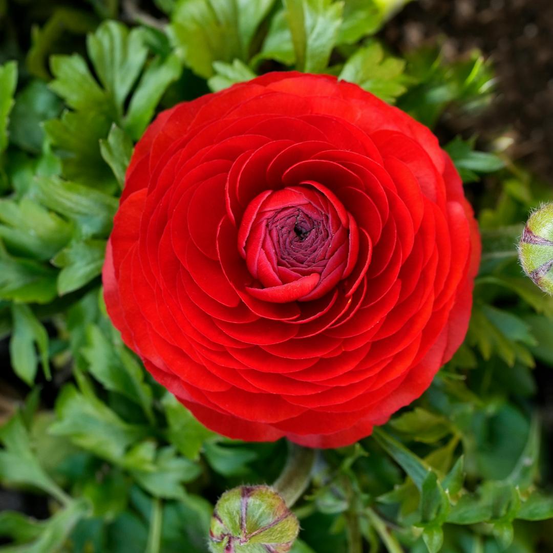 Cibule pryskyřníku – jemné, elegantní, nezapomenutelné 🌸