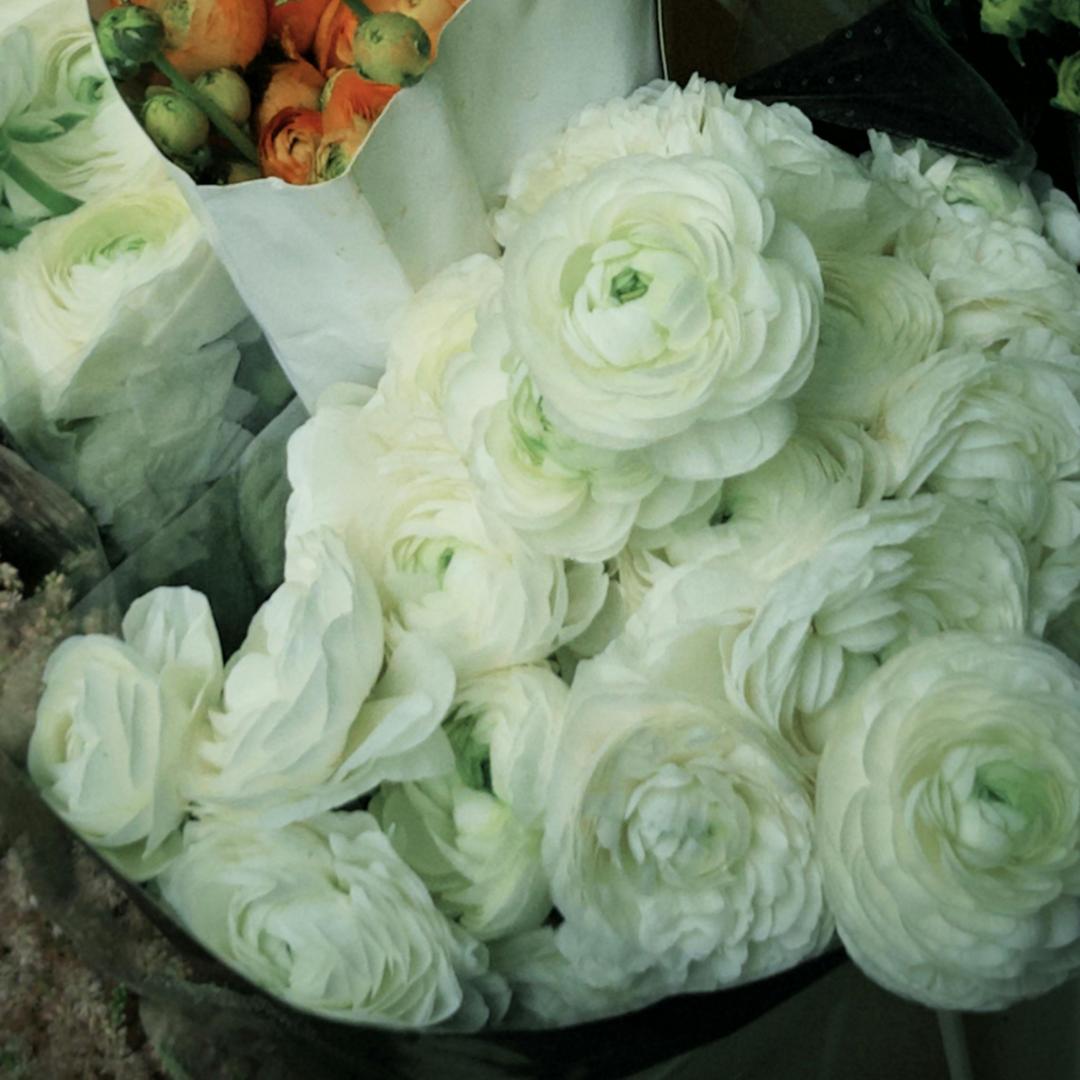 Cibule pryskyřníku – jemné, elegantní, nezapomenutelné 🌸