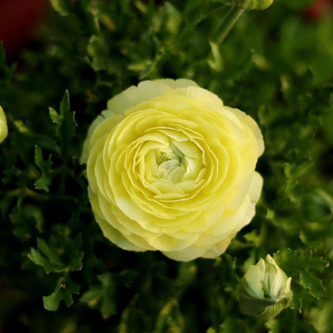 Cibule pryskyřníku – jemné, elegantní, nezapomenutelné 🌸