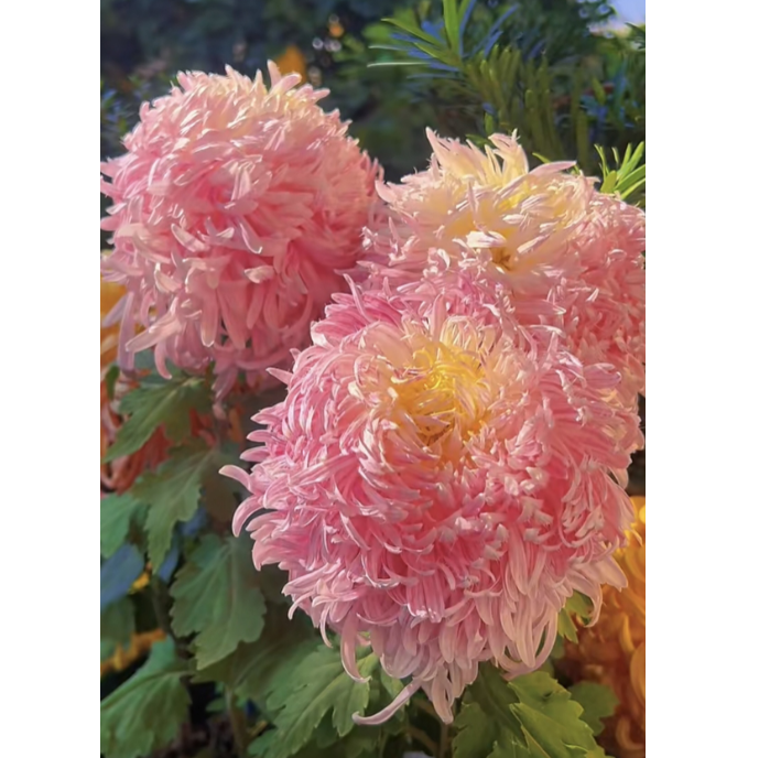 🌸 Obří ozdobné chryzantémy – Vytvořte si vlastní královskou zahradu 🌸