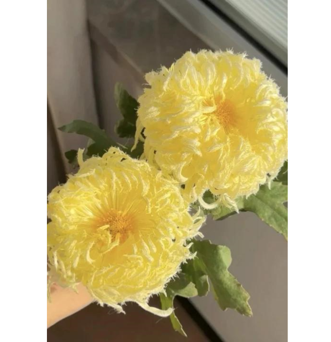 🌸 Obří ozdobné chryzantémy – Vytvořte si vlastní královskou zahradu 🌸