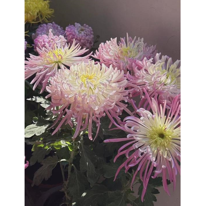 🌸 Obří ozdobné chryzantémy – Vytvořte si vlastní královskou zahradu 🌸