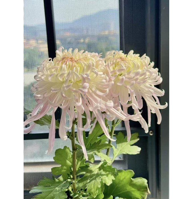 🌸 Obří ozdobné chryzantémy – Vytvořte si vlastní královskou zahradu 🌸