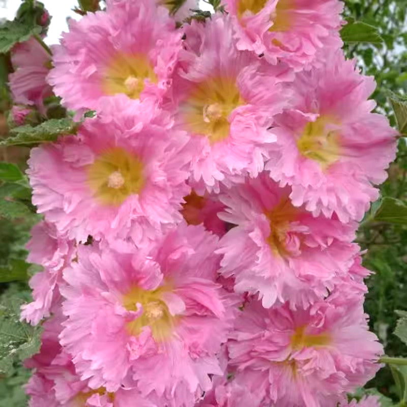 🌸Semena kvetoucí trvalky slézu🌸