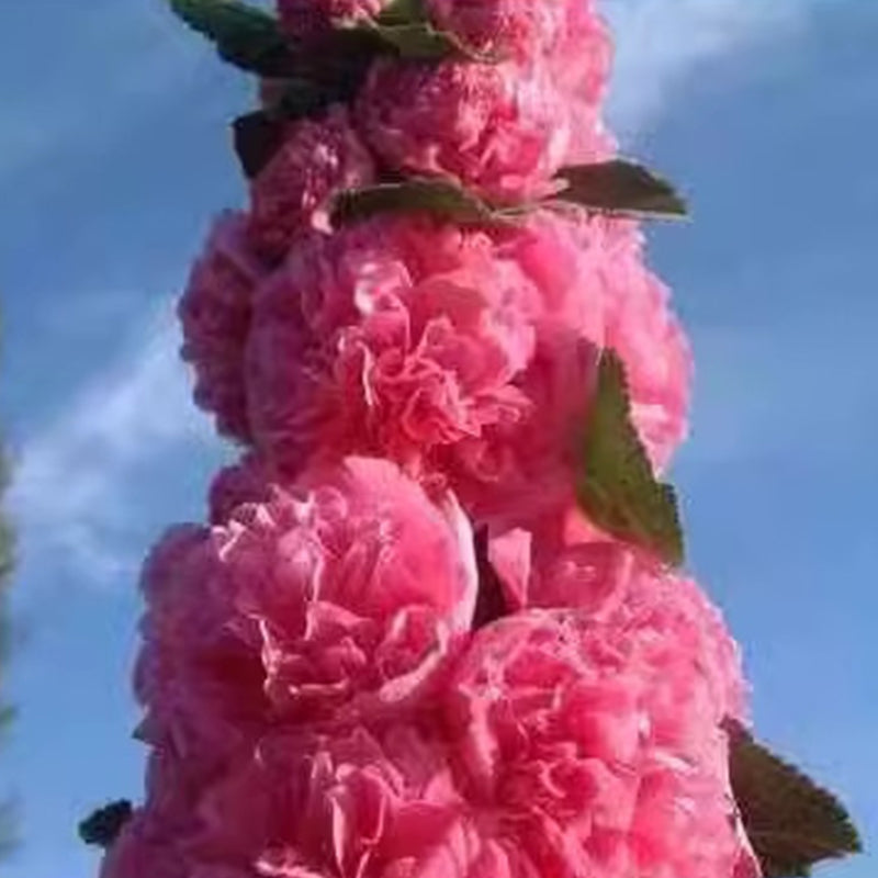 🌸Semena kvetoucí trvalky slézu🌸