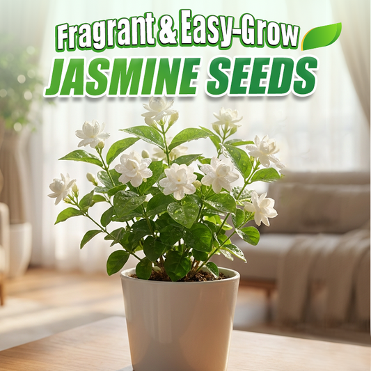 ✨🌸 Jasmínová semínka (s hnojivem): aromatická a snadno se pěstují🍃