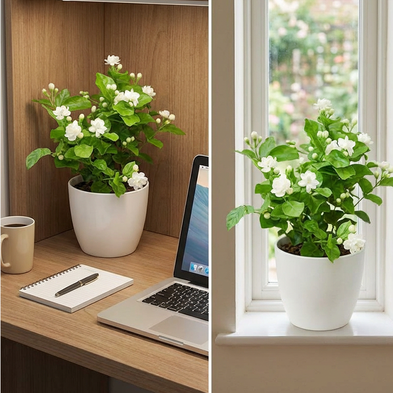 ✨🌸 Jasmínová semínka (s hnojivem): aromatická a snadno se pěstují🍃
