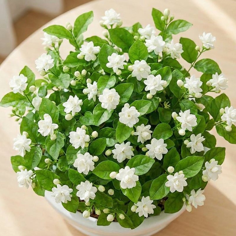 ✨🌸 Jasmínová semínka (s hnojivem): aromatická a snadno se pěstují🍃