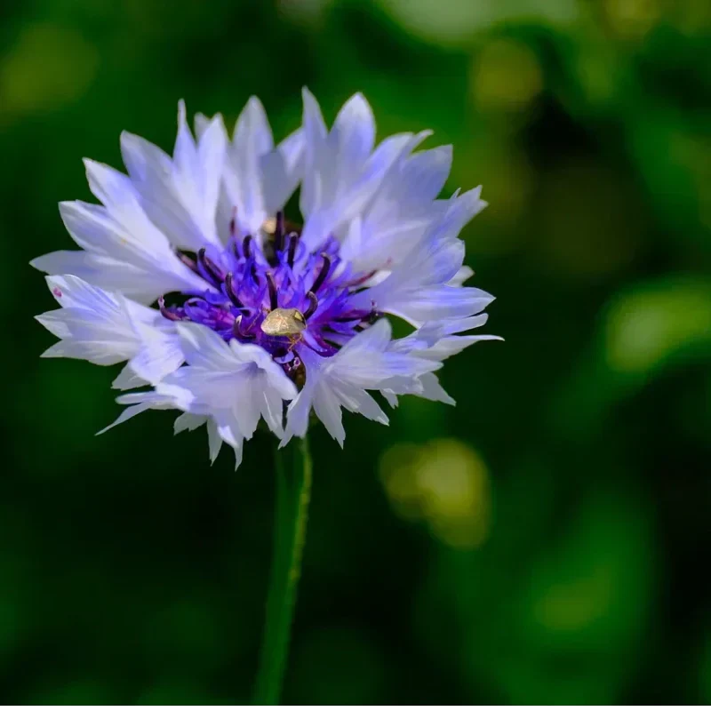 🌼 Semínka chrpy kvetoucí po celý rok - opravdová rostlina 🏡✨