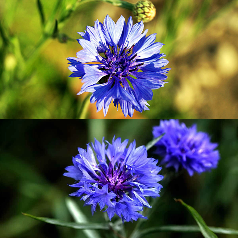 🌼 Semínka chrpy kvetoucí po celý rok - opravdová rostlina 🏡✨