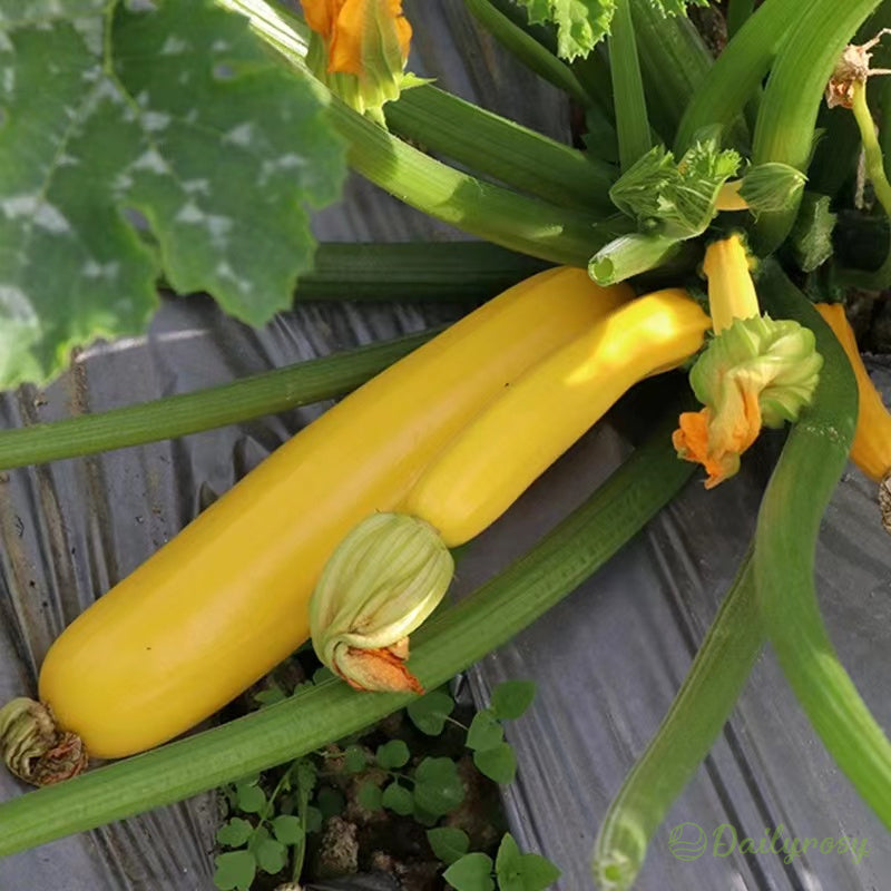 Banánová cuketa - Zlatá cuketa🌿Lze pěstovat po všechna roční období